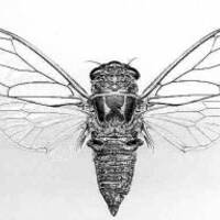 Cicada