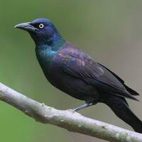 GrackleNode