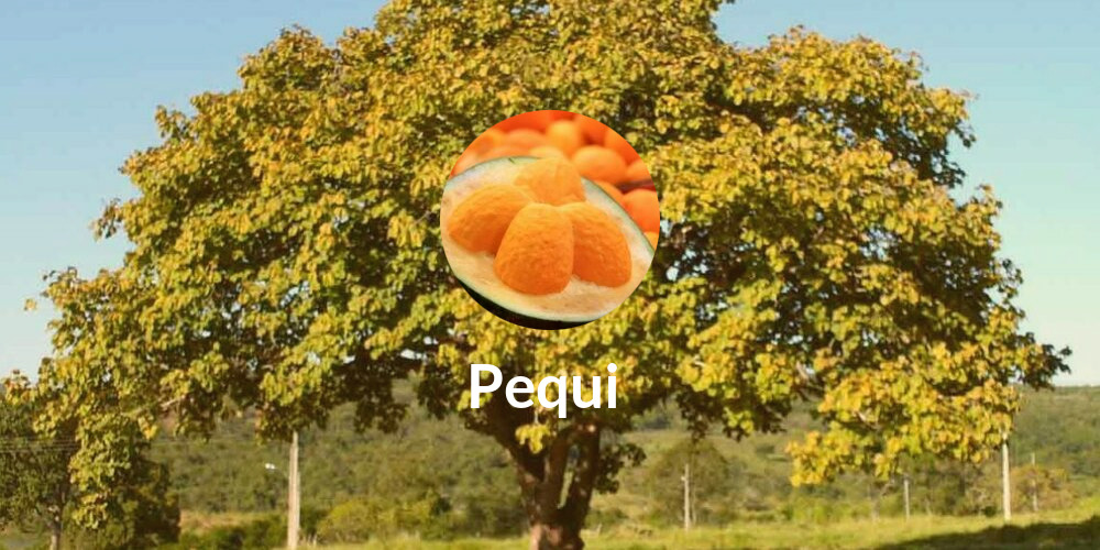 Pequi 🌱🤠