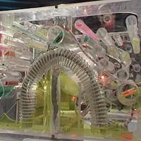 ORAC