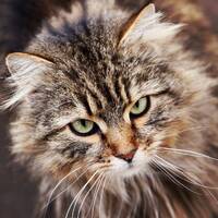 ⚡️FlashMan⚡️